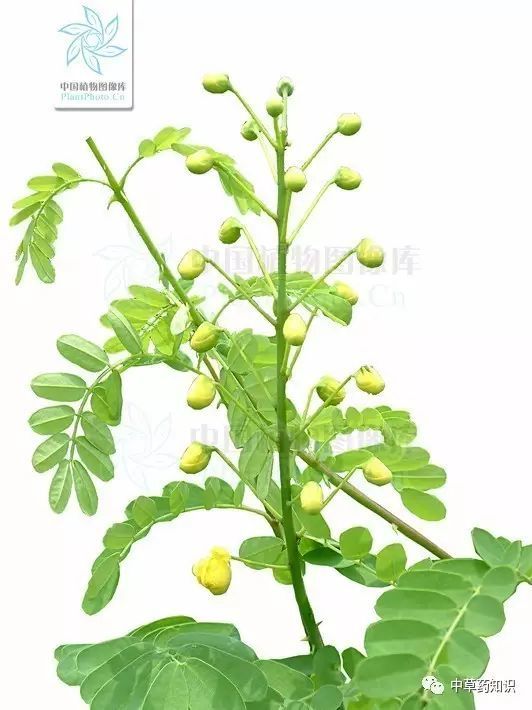 中药材云实蛀虫