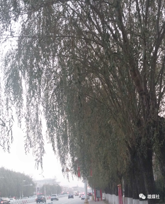 冬天的垂柳