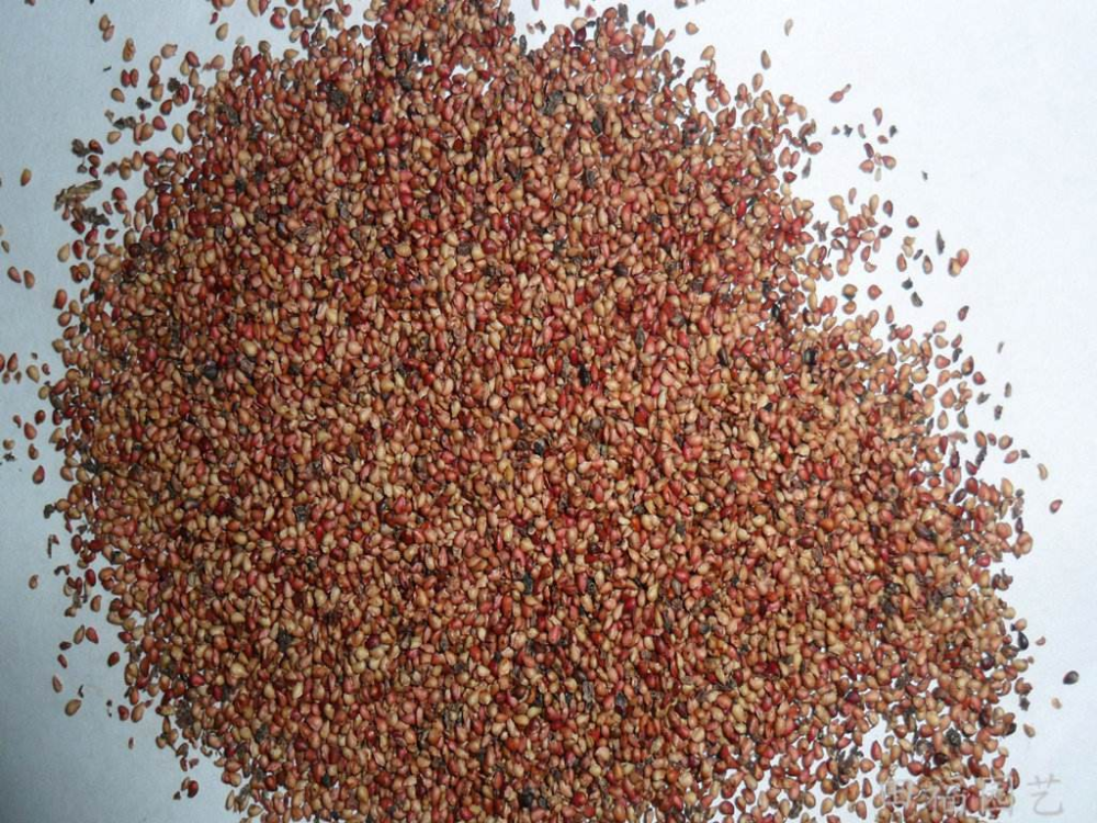 冬季吃草莓要留1口,洗出1把小种子,埋在土里,来年果子爆满盆_腾讯新闻