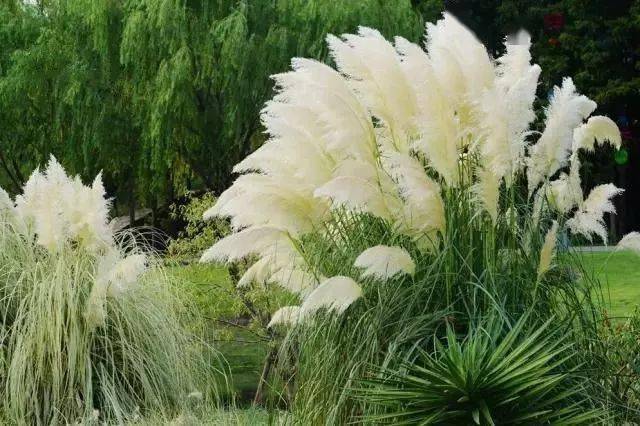 芒草的种植时间以及芒草的特点