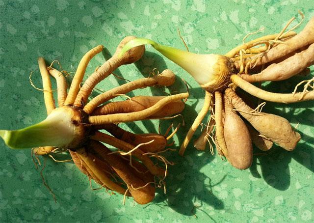 胃痛经常反复 中医建议 坚持3样中药泡水喝 少毒素 胃更干净_腾讯新闻