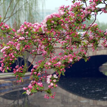 上游61互动丨头条大赛第8季丨海棠树下耕夫