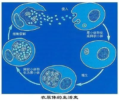 沙眼衣原体目前发现有15个亚型,不同亚型可以引起不同的部位感染:a~c