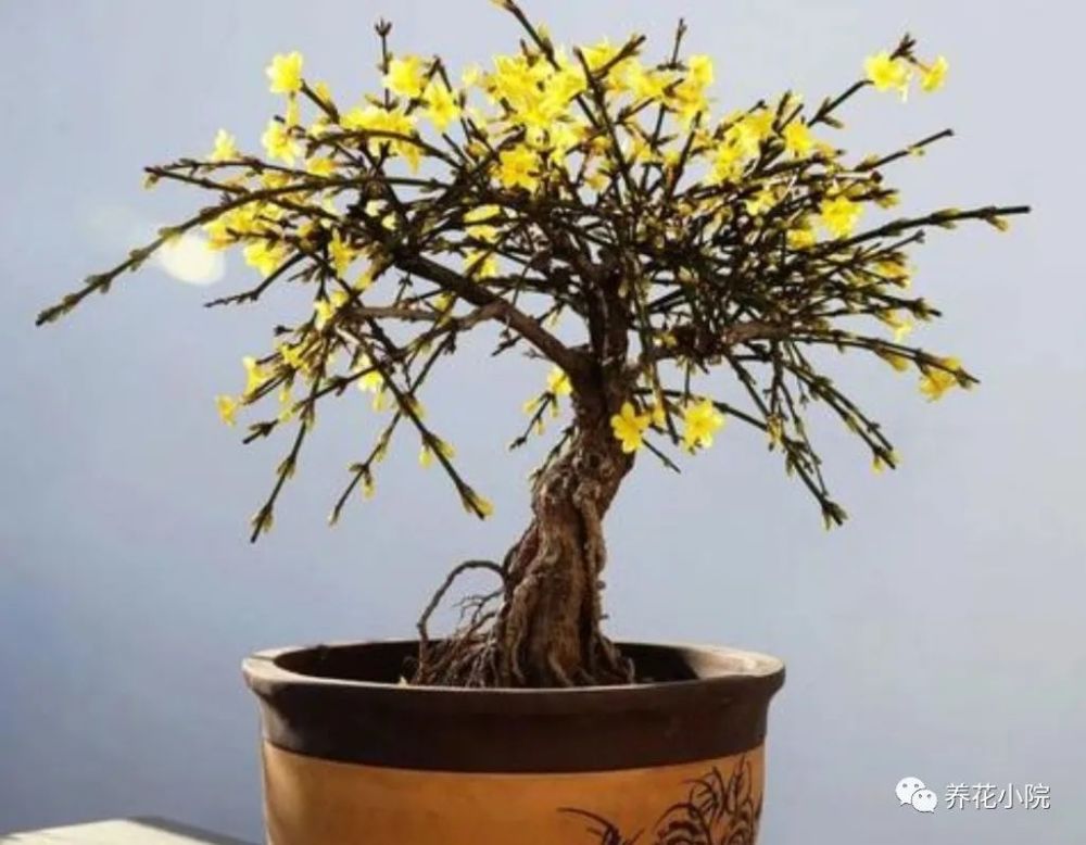 冬天养迎春花,给它做到这几点,提前开花开花,充满春意