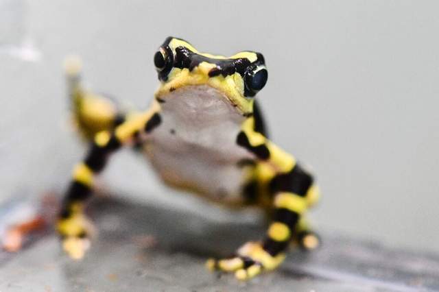 然而随着生态系统的变化,有毒或者无毒的青蛙,在全球分布的种群