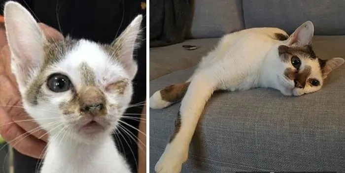 猫咪被收养后的前后对比，满屏都是爱！_腾讯新闻