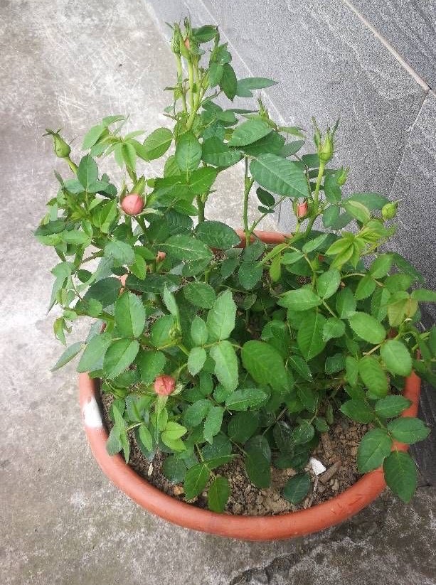 月季花小苗養護3技巧小苗變大苗爆發力強花更多