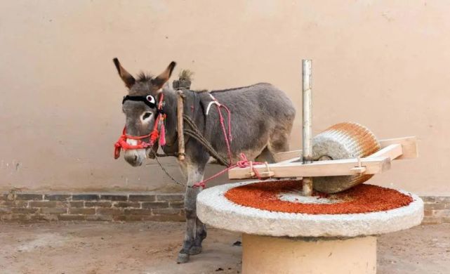 农村毛驴拉磨难忘的艰苦岁月记忆