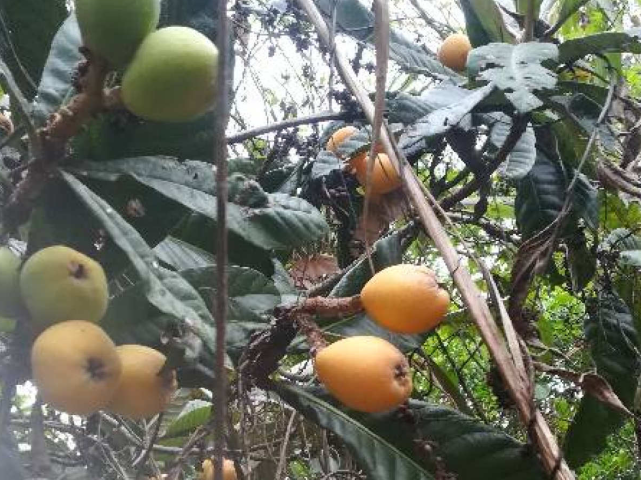 黄色小果太美味 奈何贵 阳台种一棵 果实挂满枝 阳台 花花