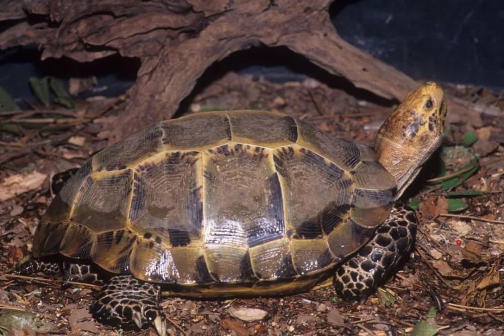 饲养多年凹甲陆龟的爬友,最终"发现"了它们食物的小秘密!