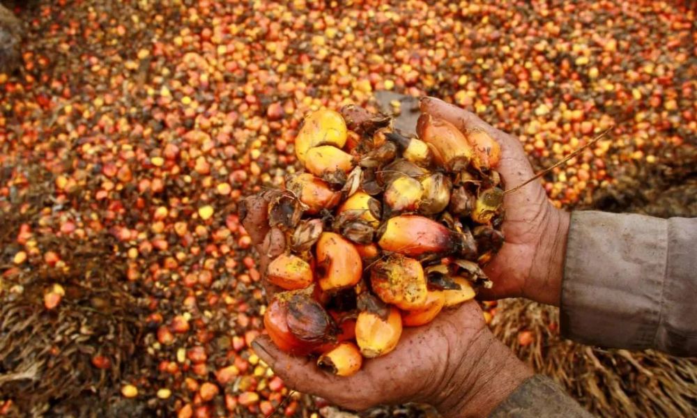 拯救百万公顷森林还是帮助百万人口脱贫