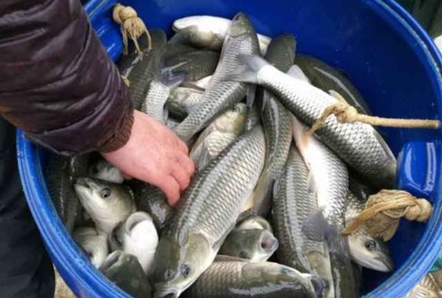 养殖草鱼放入山泉里泡个澡价格翻3倍大家抢着购买