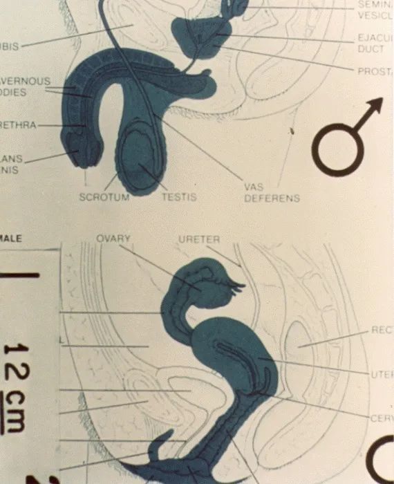 丁真推荐的家乡是四川,而ta推荐的是我们共同的家园_腾讯新闻