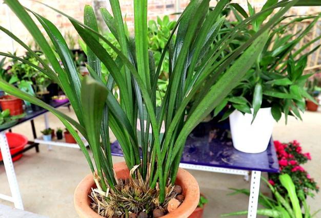 正确使用柳树皮养花可改良土壤保植物不黄叶不烂根