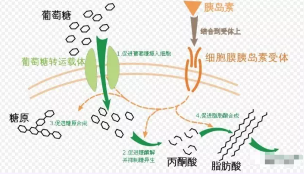 胰岛素分泌相对或绝对不足所致的代谢性疾病,患者血糖水平增高为特征