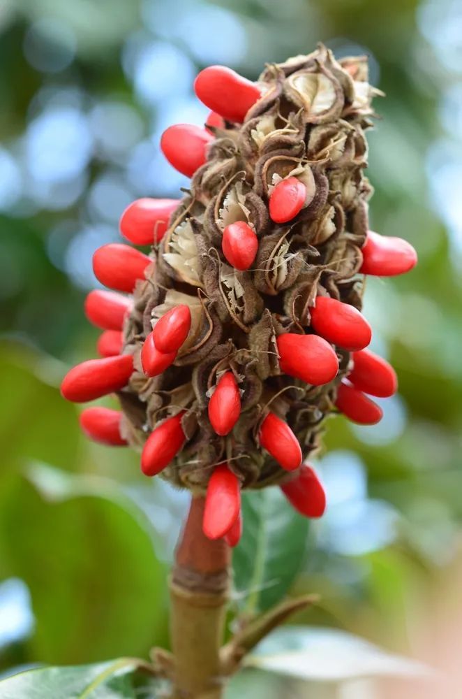 若你留心,能在枝头,绿叶丛中,找寻到特别绚烂的色彩——各种果实
