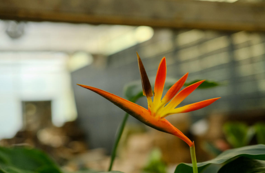 还指望鹤望兰开花 先平安过冬再说 多数鹤望兰死在冬天 腾讯新闻