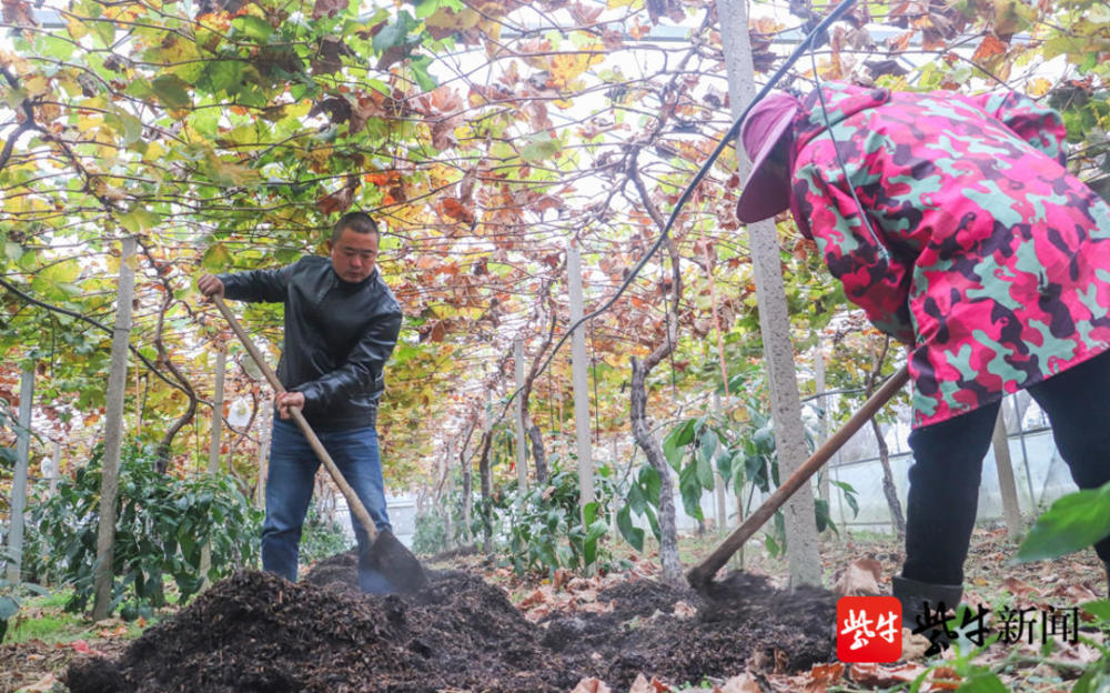 作业现场这两天,在句容华阳街道奇果生态园里,一派热火朝天的景象.