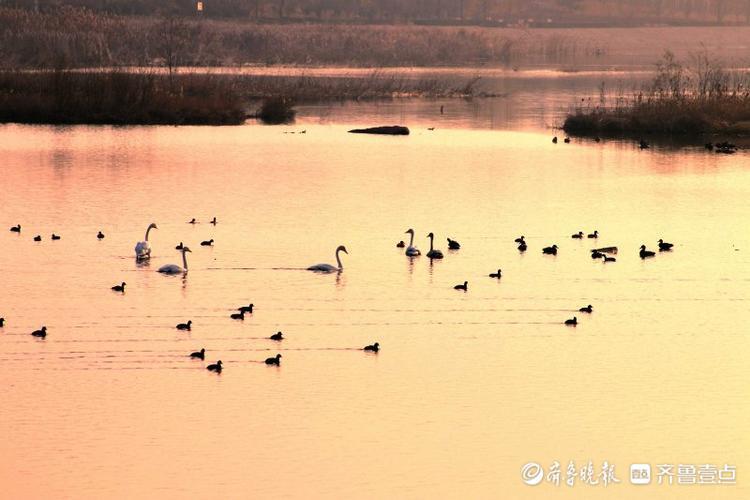 情报站天外来客大群白天鹅落户日照五莲白鹭湾