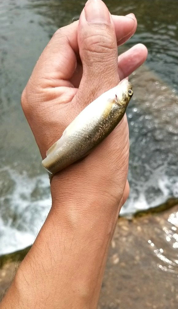 四川深山里的"奇鱼",喝山泉水长大,如今越来越少