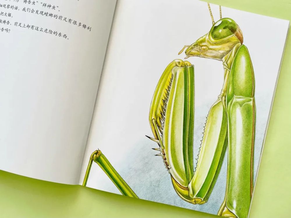 小昆虫也有大世界孩子必读的昆虫记就选这本