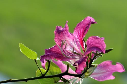 一个城市有一个城市最适合的花 你在哪个城市 那里的花是什么 月季花 山茶花 菊花 山东