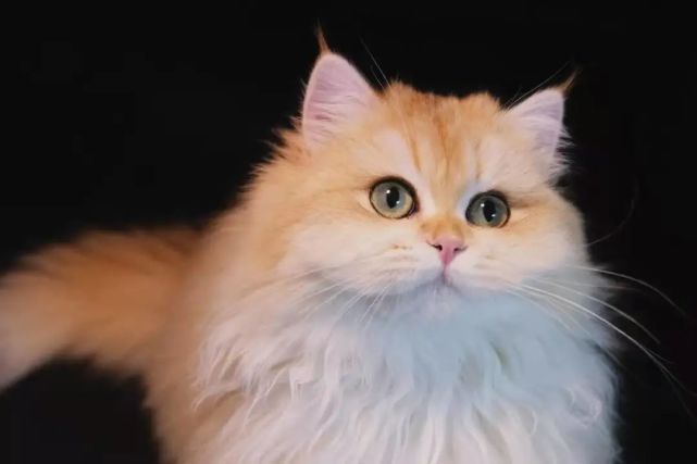 给猫咪喂食生牛肉的好处及注意事项牛肉维生素b12维生素