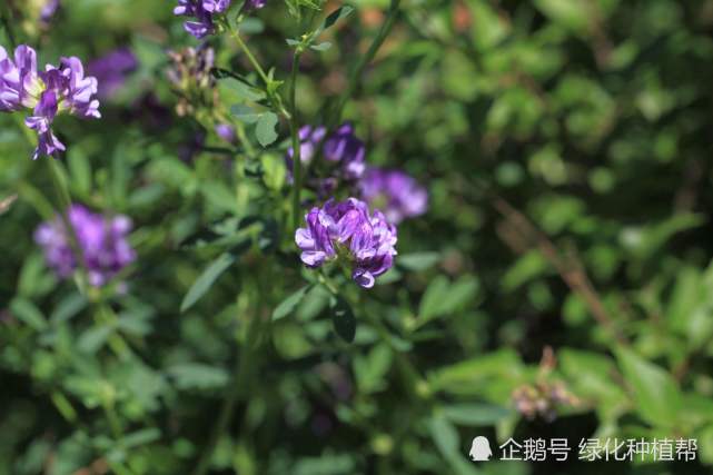 紫花苜蓿 牧草之王 的地位为何稳居不下 紫花苜蓿