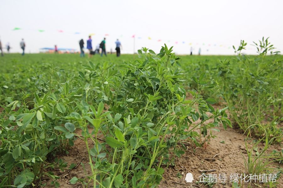 紫花苜蓿 牧草之王 的地位为何稳居不下 腾讯新闻