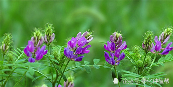 紫花苜蓿 牧草之王 的地位为何稳居不下 腾讯网