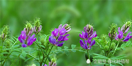 紫花苜蓿 牧草之王 的地位为何稳居不下 紫花苜蓿