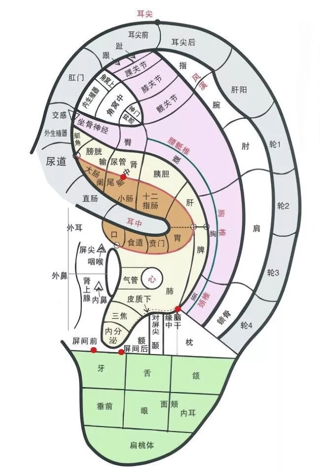 便秘不用怕,耳穴贴压来帮您
