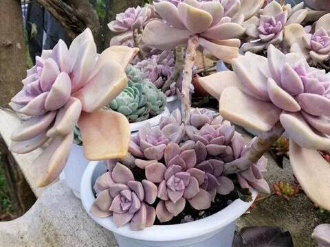 3种普货多肉 适合新手养 上色美长满盆 慢慢的高级感 腾讯网