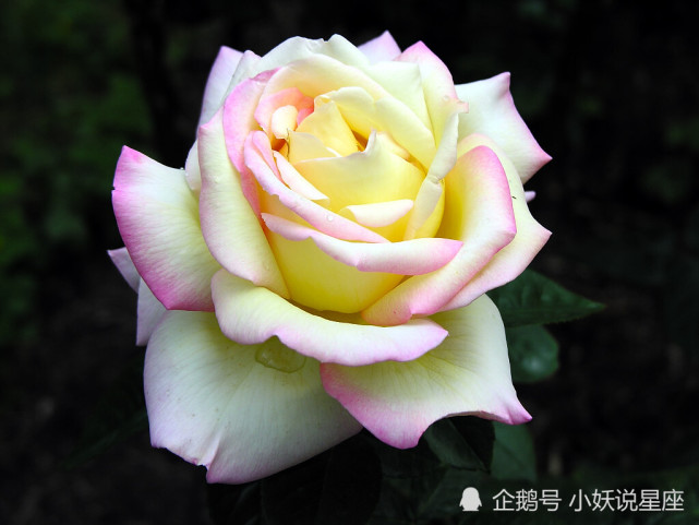 12月12日星座运势 好运降临 渐入佳境的四大星座 射手座 双子座 星座运势 星座 水瓶座 天秤座