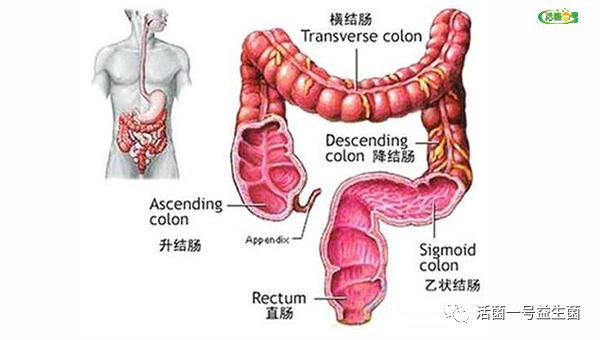 结肠溃疡难愈合 每天吃它 结肠溃疡好得快 腾讯网