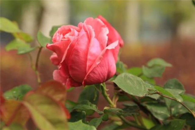 冬日明花月季四首 莫道花无百日红 此花无日不春风 腾讯网