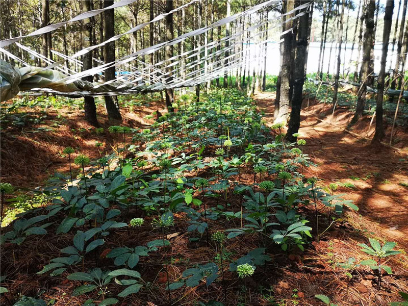 省林草局制定促进林下经济高质量发展七条措施