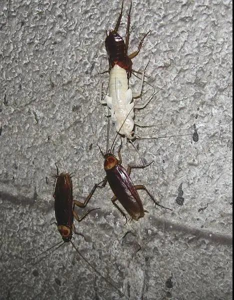 刚刚蜕皮的蟑螂呈现一种"可爱"的纯白色,图片来源 ny state ipm