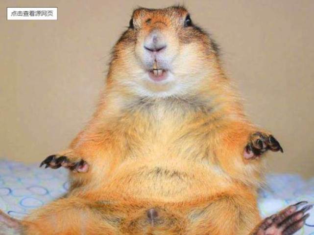 美国又一物种泛滥成灾大家眼里的大肥鼠却是他们的草原杀