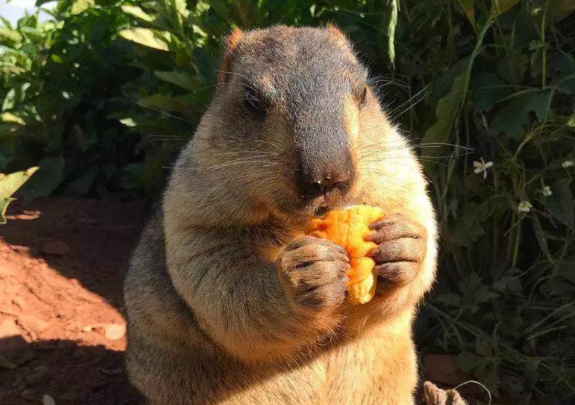 美国又一物种泛滥成灾大家眼里的大肥鼠却是他们的草原杀