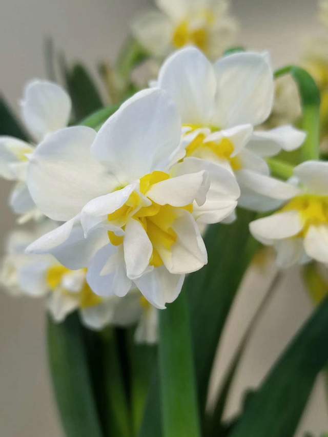 12月买花首选4种应季花 好看好养而且花期长 腾讯新闻