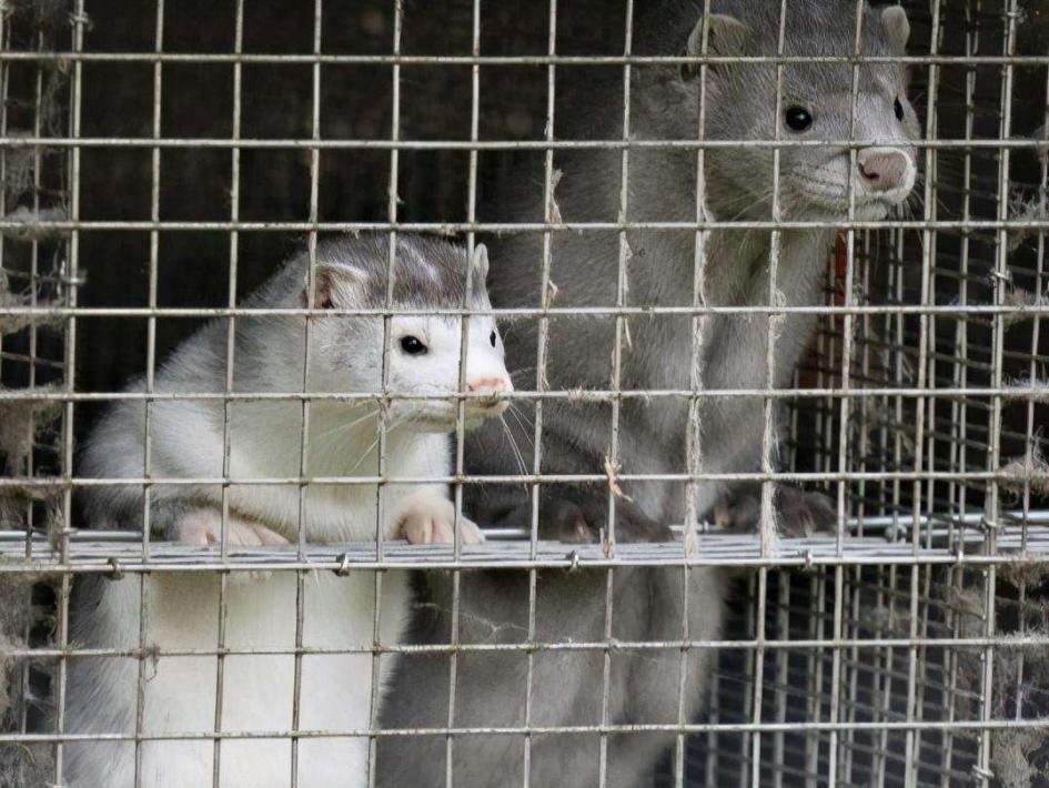 新冠病毒传人水貂怎么做到的新研究揭示67