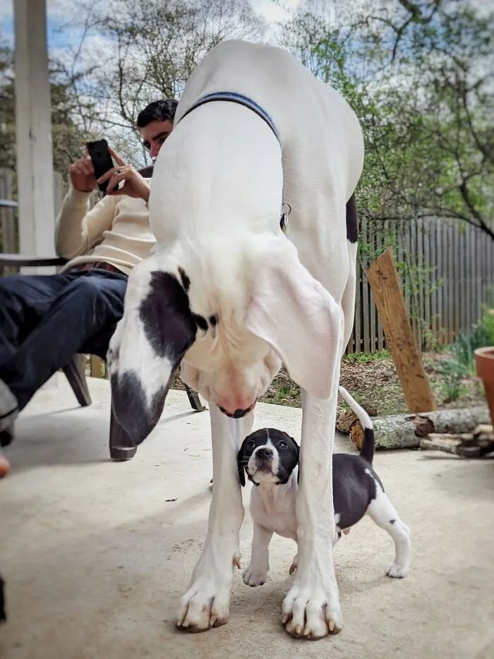 養一隻巨型犬是什麼體驗