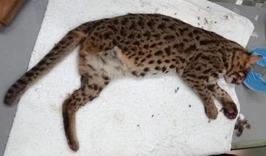 失踪17天后只有3条腿的台湾石虎被找到靠什么维持生命成了谜