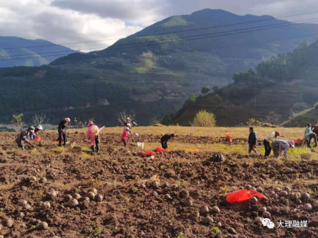 小魔芋,成为太邑山乡群众脱贫致富"金元宝"
