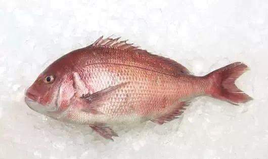 7姑头鱼虾虎鱼一种,个头甚小,跟望海潮貌似,但个头略大,以小虾为食,春