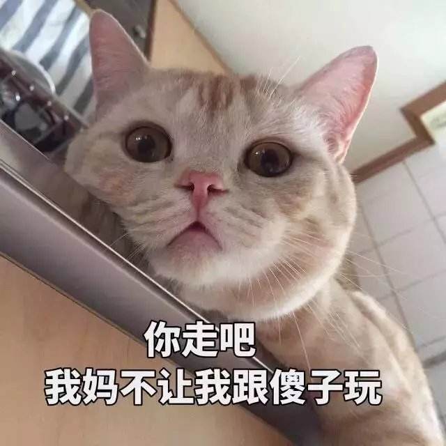 有事钟无艳无事夏迎春养了一只绿茶猫是什么体验