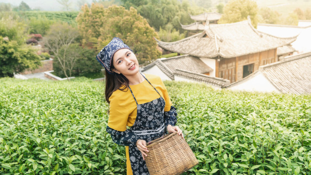 为什么现在网上卖茶的美女这么多?|茶叶