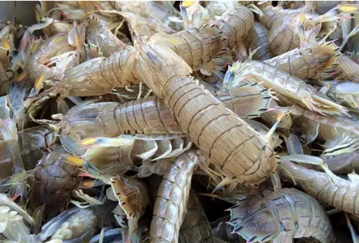 印度"超级虾"泛滥成灾,一只重达2斤,白菜价卖到中国却没人买_腾讯新闻