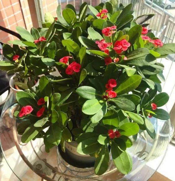 这5种花个个汁液有毒性家里有小孩需慎养